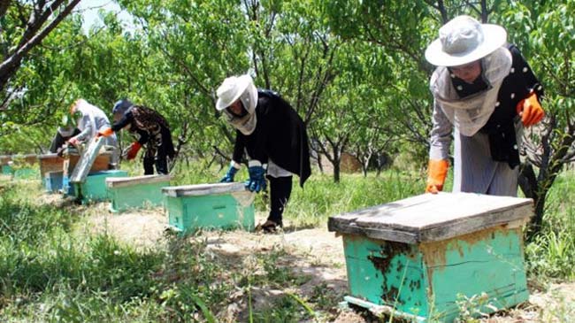 افزایش تولید عسل و خوش‌بینی افغانستان به خودکفایی
